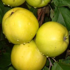 Яблоня карлик Братчуг