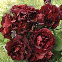 Роза канадская Неви Леди