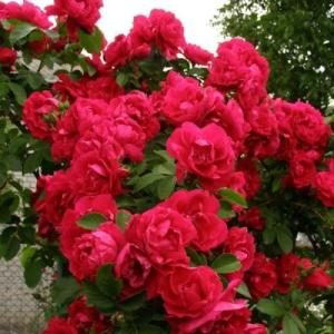 Роза плетистая  Фламентанц