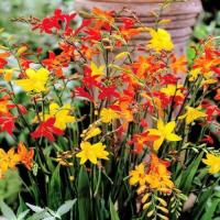 Крокосмия Смесь Окрасок 10 шт