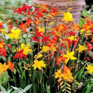 Крокосмия Смесь Окрасок 10 шт