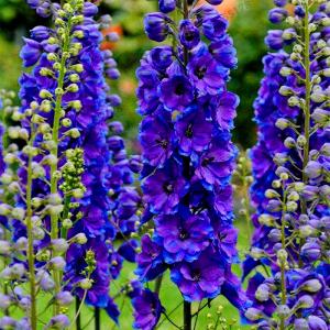 Дельфиниум Пацифик Блек Най