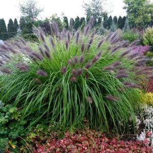 Пенниситум  змостойкий Блек Бьюти