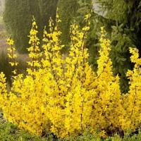 Форзиция зимостойкая Тетраголд