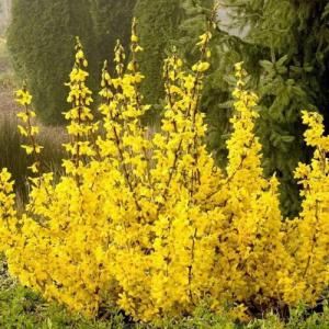 Форзиция зимостойкая Тетраголд Форзиция зимостойкая Тетраголд