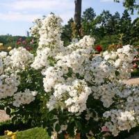 Роза мускусная Гирлянд Амур