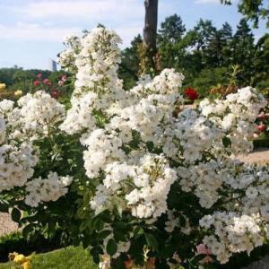 Роза мускусная Гирлянд Амур