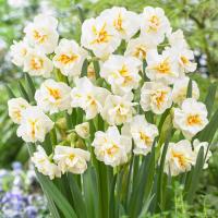 Нарцисс многоцветковый  С. У. Черчиль 10 шт