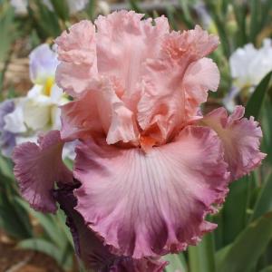 Ирис Мэйкин Мэморис