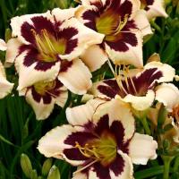 Лилейник Канадиан Бордер Патрол