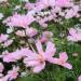 Cosmos Косимо Коларет семян 25+