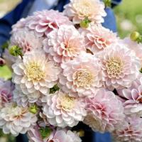 Георгина Свит Натали