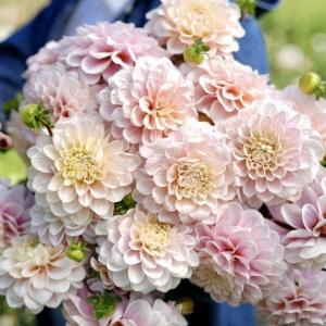 Георгина Свит Натали