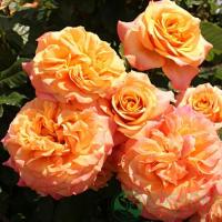 Роза Ла Витта Котта