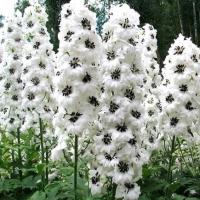 Дельфиниум М. Фонтейн Вайт Дарк Би