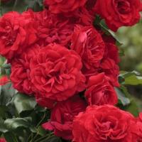 Роза плетистая Негреско (Кримсон Лайт)