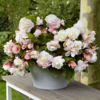Begonia Fragrant Odorosa White 2 шт