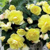 Begonia Fragrant Odorosa Yellow 2 шт