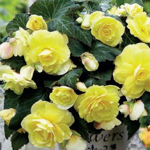 Begonia Fragrant Odorosa Yellow 2 шт