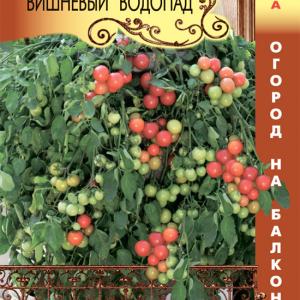 Томат F1 ампельный Вишневый Водопад (Огород на балконе!)