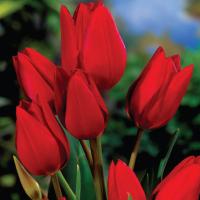 Тюльпан многоцветковый Рэд Джоджетт 5 шт