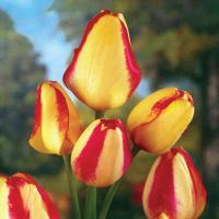 Тюльпан многоцветковый Компостелла 5 шт.