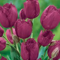 Тюльпан многоцветковый бахромчатый Джипси Лав 5 шт.
