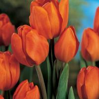 Тюльпан многоцветковый  Оранж Букет 5 шт.