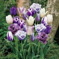 Тюльпаны пурпурных окрасок смесь 18 шт.