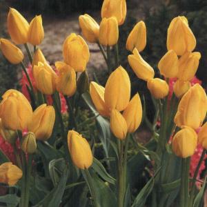 Тюльпан многоцветковый Мариентал 5 шт.