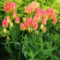 Тюльпан многоцветковый  Тюльпан Антуанетта 8 шт