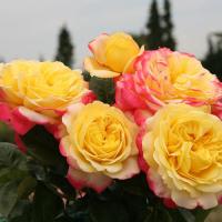 Роза Кордес Джубили