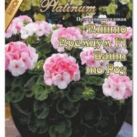 Пеларгония садовая  Пинто Премиум Вайт то Роз