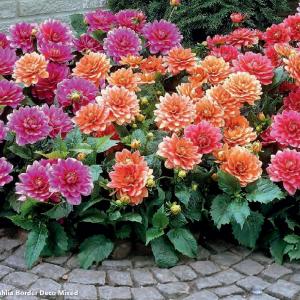 Dahlia Border Deco Mixed 3 шт