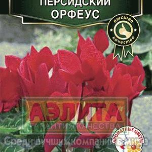 Цикламен персидский - махровый Орфеус