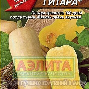 Тыква мускатная Гитара