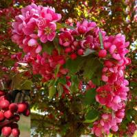 Яблоня декоративная Роялти 3х летка