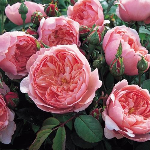 Роза алнвик роуз фото и описание