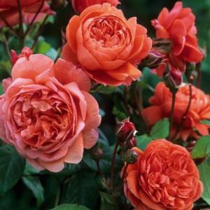 Роза английская Саммер Сонг