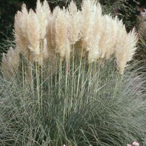 Кортадерия Пимула Кортадерия Пимула