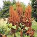 Amaranthus paniculatus Цитрин семян 100+