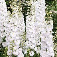 Дельфиниум М. Фонтейн Пьюр Вайт