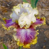 Ирис Ринг Эраунд Роузи