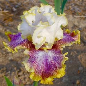 Ирис Ринг Эраунд Роузи