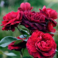 Роза плетистая Зет Джаз (Нахеглют)