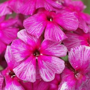 Флокс Старый маяк ( Селекция Россия)