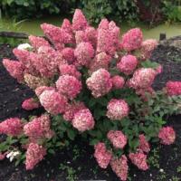 Гортензия Сандэ Фрэйзи 