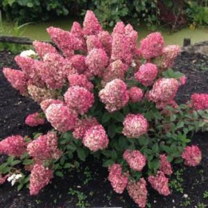 Гортензия Сандэ Фрэйзи 