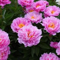 Пион низкорослый Май Петит Шери