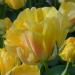 Тюльпан махровый поздний Акебоно  6 шт